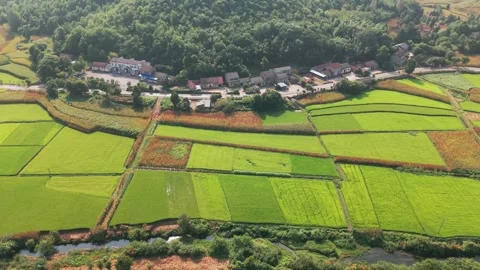 Paddy aerial view Stock Footage 347506284
