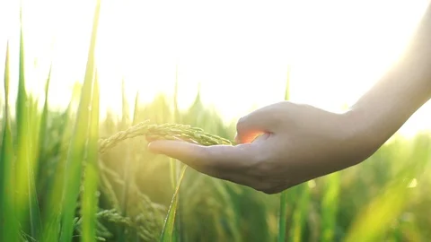 Paddy and Hand Stock Footage 128366114