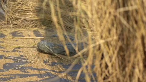 Paddy and straws separating, traditional Stock Footage 270865265