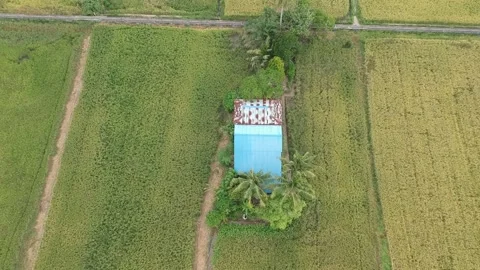Paddy in Asia Stock Footage 146171489