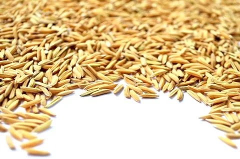 Paddy background. dry method of brown paddy rice seed. Stock Photos