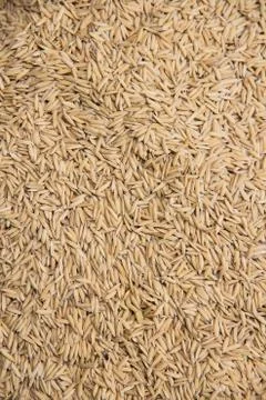 Paddy  background Stock Photos