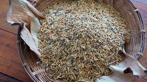 Paddy in basket dropping slow motion 100fps Stock-Footage 156169005