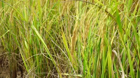Paddy blow by the winds.  Stock Footage 65324539