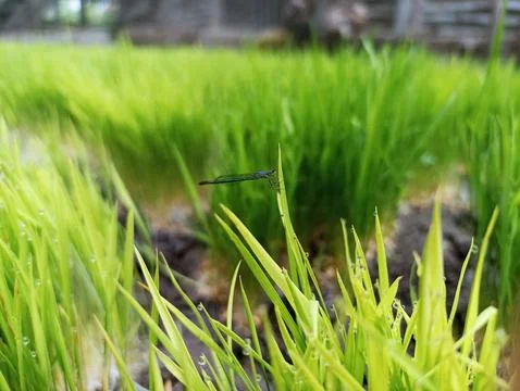 Paddy boy Stockfoto's