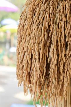 Paddy Bunch Stock Photos