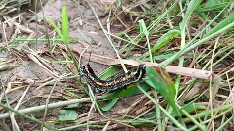 Paddy caterpillar 動画素材 221994033