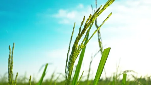 Paddy close up Stock Footage 280906241