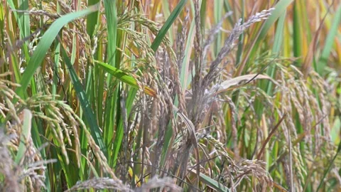 Paddy close-up, Hubei Stock-Footage 347333926
