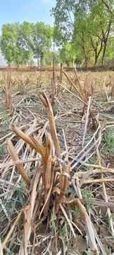 Paddy crop field Stock Photos