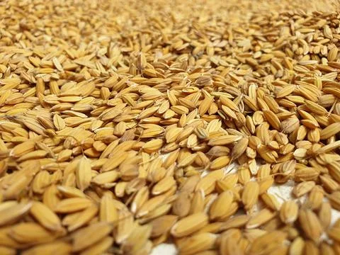 Paddy Crops Stock Photos