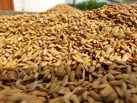 Paddy Crops Stock Photos