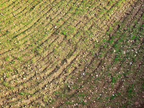 Paddy empty fields Stock Photos