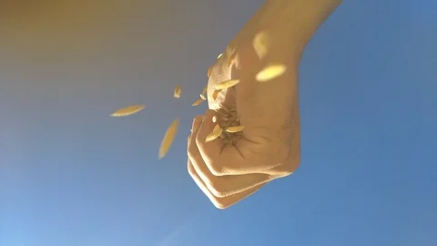 Paddy falling let out of hand,paddy is raw rice. Stock Footage 99783412