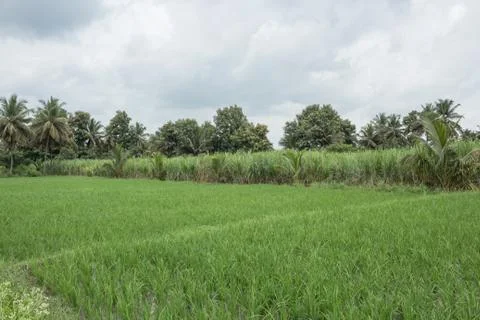 Paddy farm and Sugarcane fields near Mysuru/Karnataka/India. Stock Photos