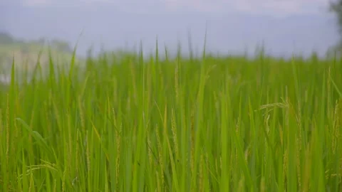 Paddy farm closeup shot Stock Footage 201840131