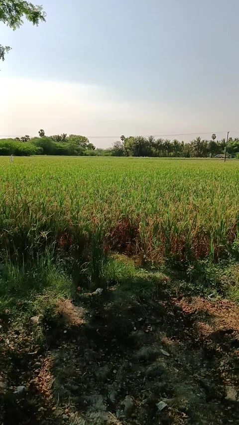 Paddy farm Stock Footage 273594855
