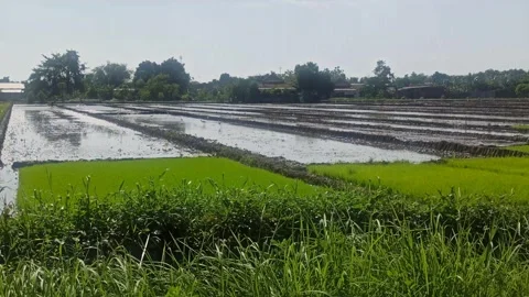 Paddy Farm Video stock 276213067