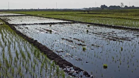 Paddy Farm Stock-Footage 279528507