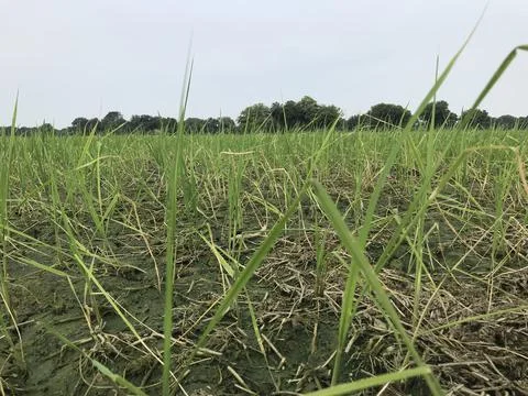 The paddy farm Stock Photos
