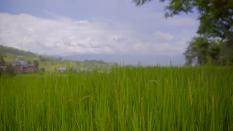 Paddy farm in uttrakhand Stock Footage 201840130