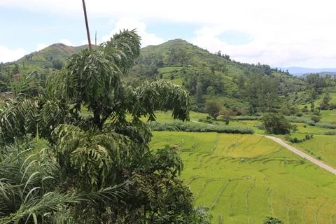 Paddy feild Stock Photos