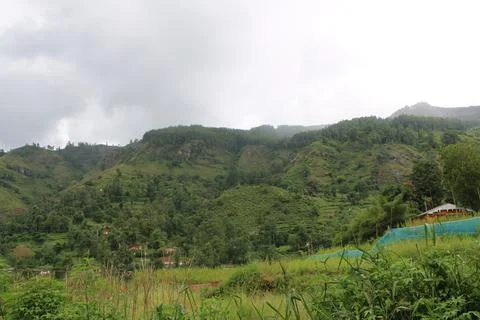 Paddy feild Stock Photos