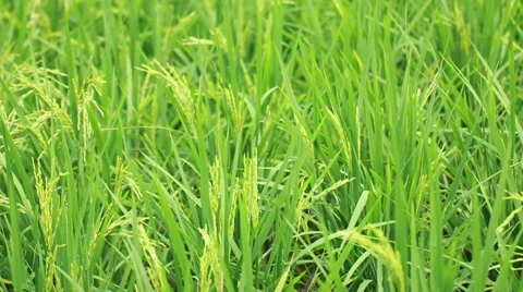 Paddy Field 02 Stock Footage 45111576