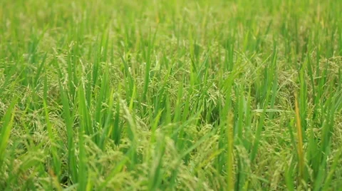 Paddy Field 03 Video stock 45111434