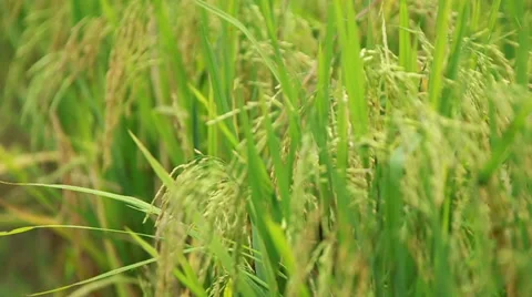 Paddy Field 04 Stock Footage 45111296
