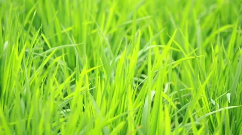 Paddy Field 05 Stock Footage 45110587