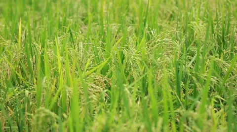 Paddy Field 06 Stock Footage 45111105