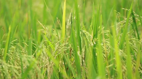 Paddy Field 07 Stock Footage 45110813
