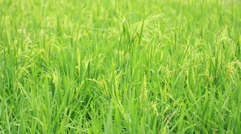 Paddy Field 1 Stock Footage 45111666