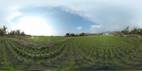 Paddy Field - 360 VR Stock Footage 88946139