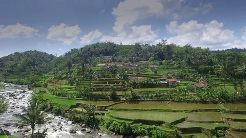 Paddy Field Aerial Stock Footage 74654973