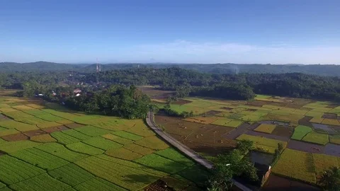 Paddy Field Aerial Video stock 74655293