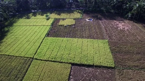Paddy Field Aerial Video stock 74656123