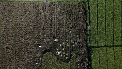 Paddy Field Aerial Stock Footage 74656165