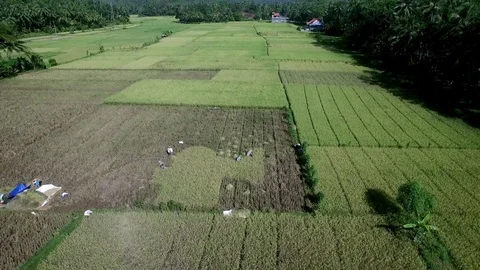 Paddy Field Aerial Stock Footage 74656785
