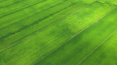 Paddy Field Aerial View Stock Footage 156878683