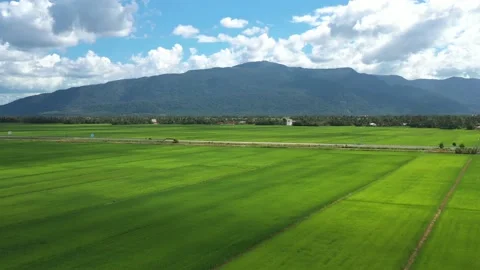 Paddy Field Aerial View Stock Footage 156878690