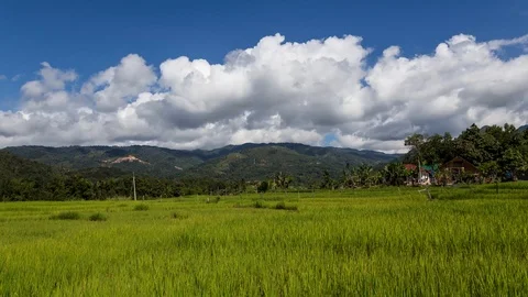 Paddy field and cloudscape. Stock Footage 106416664