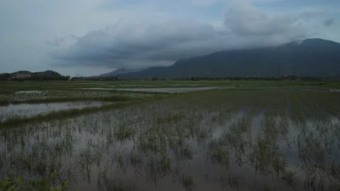A paddy field and a mountain in the background. The rice grows. Vietnam Video stock 137274236