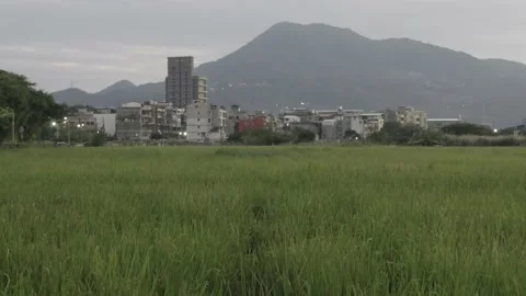 Paddy field and mountains in mist in evening. Stock Footage 221181061