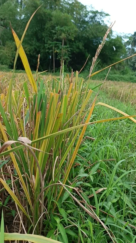 Paddy field atmosphere 動画素材 221995160