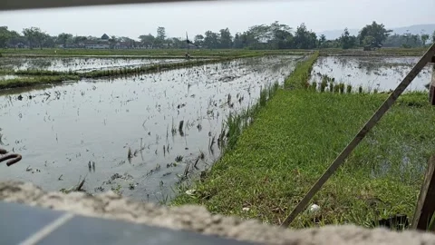 Paddy field atmosphere Stock Footage 236805821