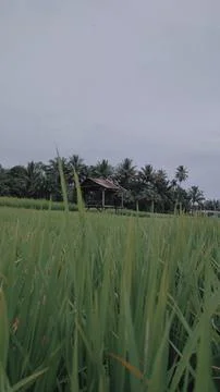 Paddy field background Stock Photos
