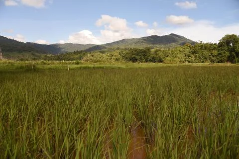 Paddy Field in Bakelalan Stock Photos