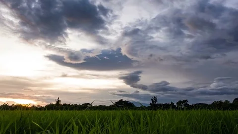 Paddy field with beautiful sky. Stock Footage 84754260